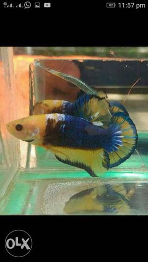 Yellow And Blue Betta Fish