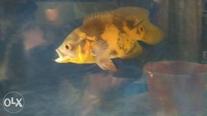 Yellow Oscar Fish