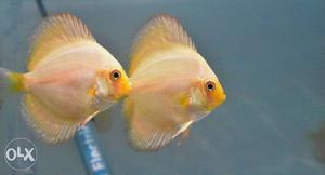 Yellow crystal Discus Cichlid