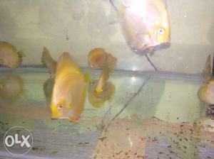 Yellow discus available