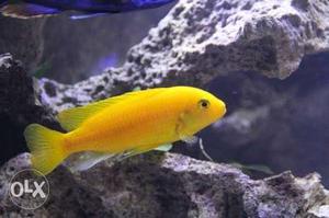 Yellow morph fish Size: 2 inches