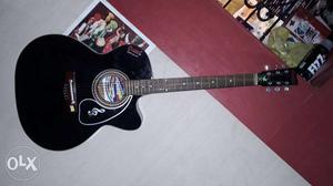 Guiter givsan export quality 1month old