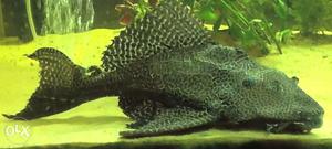 Big size pleco fish:- 1 feet in length