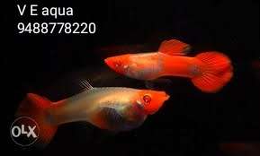 Two Red Common Goldfisj