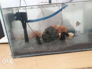 1.5 feet aquarium plus one filter and oxygen and