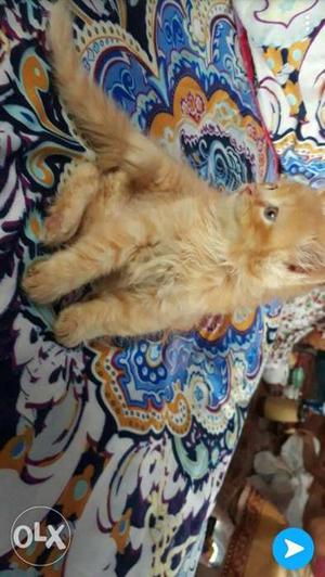 1 months old MALE persian kitten intrsted whtsp