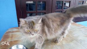 1 year old female Persian cat for sale grey colour doll