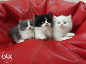 100% Orignal Persian Kittens Available for Sale...