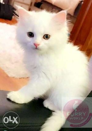 100% pure breed Persian White Kitten available