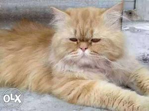 11month old persian brown male for sell