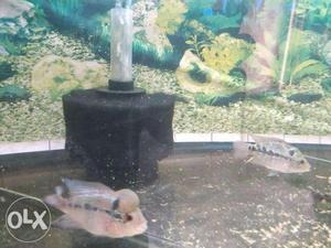 2 Inch Flowerhorn Fish Baby with Big Hump FIsh Tank