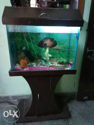 2 ft with cabinet and 8 gold fish