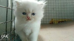 2 month old persian kitten for sale long