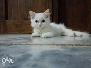 2 months old white American cat with blue eyes.