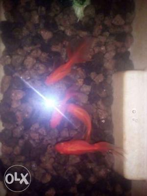 2 pair of goldfish