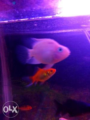 2 parrotfish for sale... Good breed..