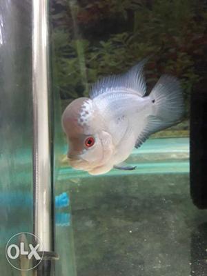 3 inc white flowerhorn with big head