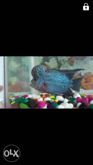5.5 in flowerhorn Intrested persons cal below number or