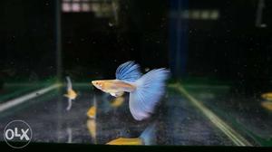 5 items guppy for sale