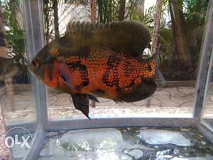 5 types of Oscar Fishes for Sale