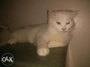 8mnth old female Persian pearl white cat in