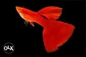 Albino Red full Thailand import Guppy Fish