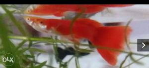 Albino red full Thailand import Guppy Fish