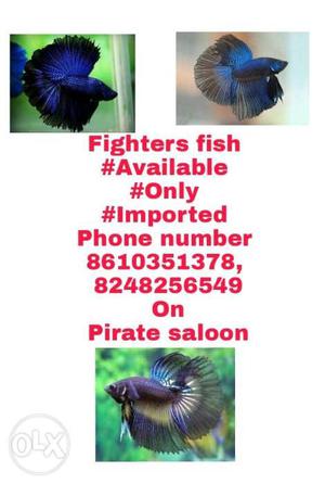 All fighters fish available