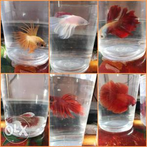 All type of imported Bettas at 250
