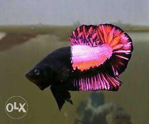 All types of betta fish available