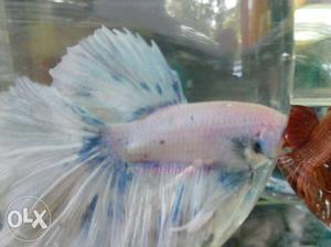 All verity Betta fish. male and female available