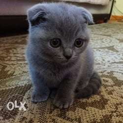 Amezing quality and playfull cat breed Scottish Fold Cat for