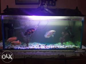 Aquarium 4 fish,2 filters,heater,stones,dome,