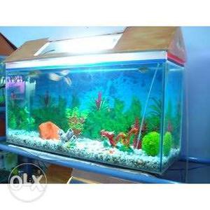 Aquarium. Clear Fish Tank