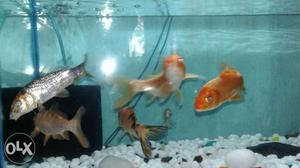 Aquarium + big size fish + big filter