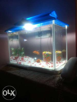 Aquarium with pair of guppy and goldfish