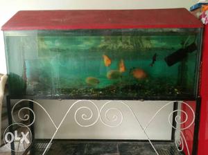 Aquarium with stand and with fishes.