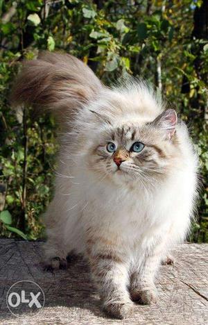 Awesome looking Siberian cat ifor sale in suitable price