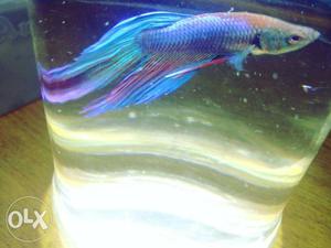 Beautiful BETTA Fish.Awesome Multicolour Aquarium