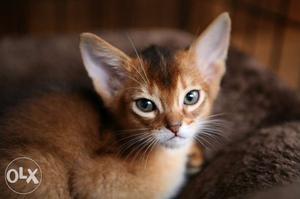 Beautiful and sweet Abyssinian kitten available for sale