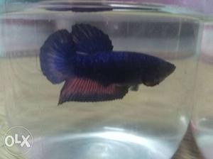 Beautiful plakat Betta blue and orange shade call