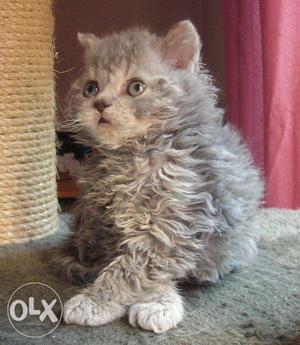 Best cat breed in our kennel LaPerm kitten available sale
