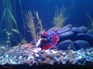 Betta fish (Male) at Rs 299 only