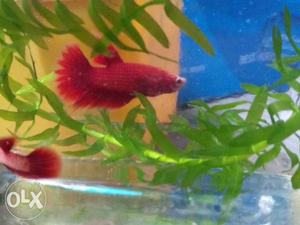 Bettas for sale blood red plackats