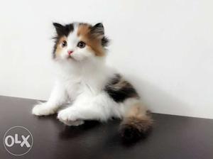 Beutiful Persian Kittens Available for Sale...