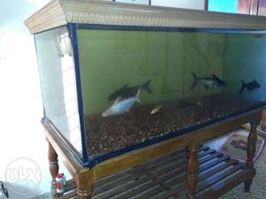 Big FishTank with Lidand Stand for sale (check down for