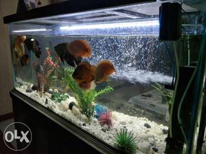 Big size Aquarium  with 9 big fishes and all