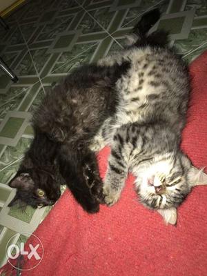 Black And Gray Tabby Cats 2 rs 