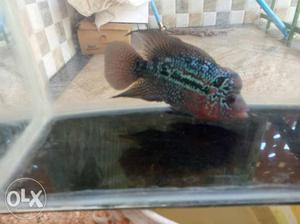 Black And Red Good Pearls Flowerhorn Fish