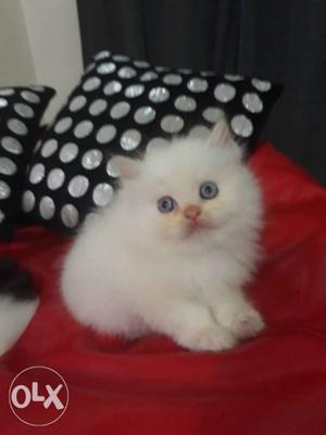 Blue Eye PURE Persian Kittens Available
